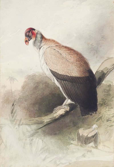 Condor by Edward Lear